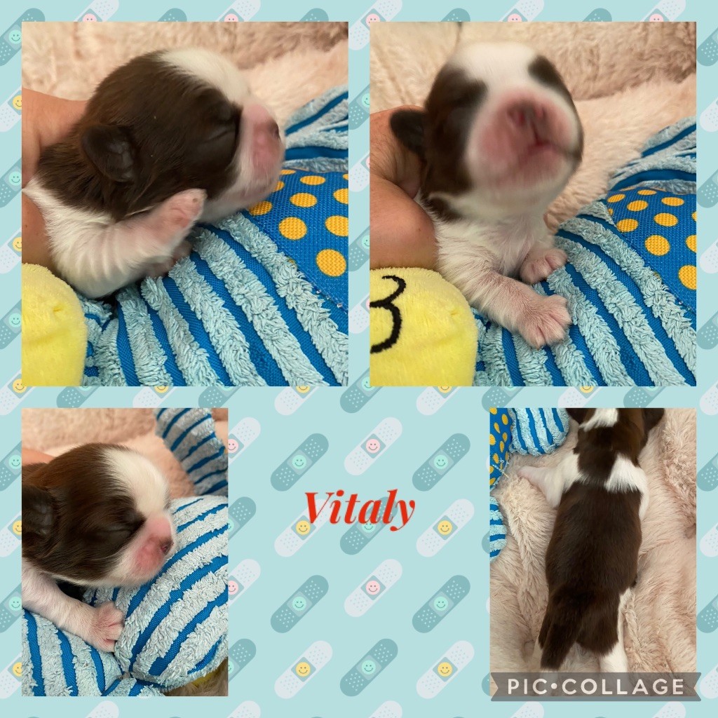 de Fu Xing - Chiot disponible  - Shih Tzu