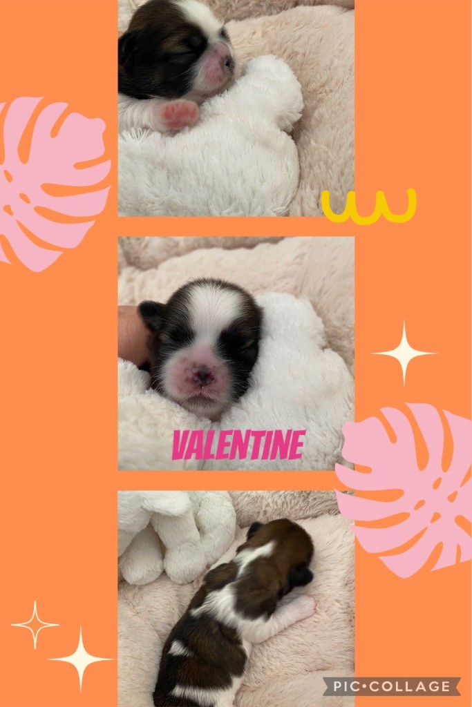 de Fu Xing - Chiot disponible  - Shih Tzu