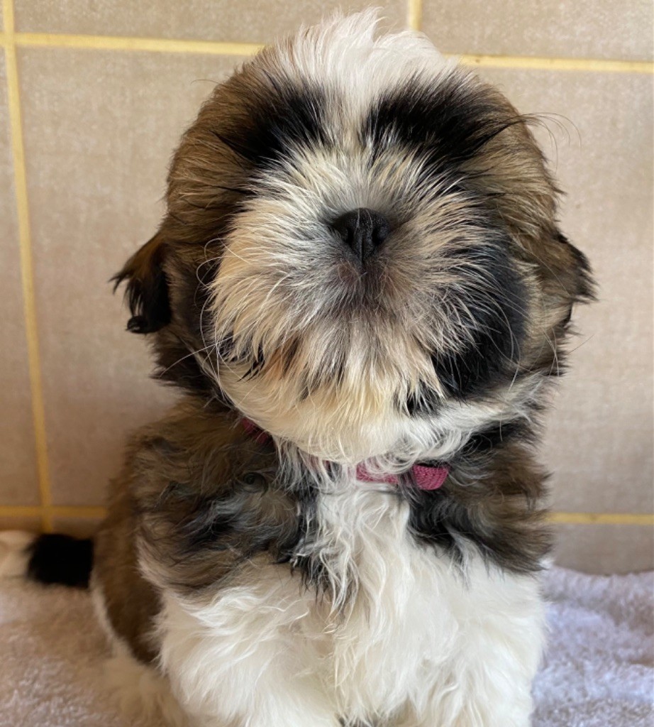 de Fu Xing - Chiot disponible  - Shih Tzu