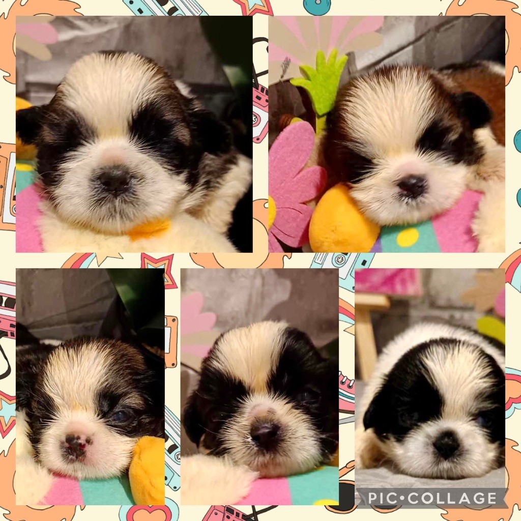 chiot Shih Tzu de Fu Xing