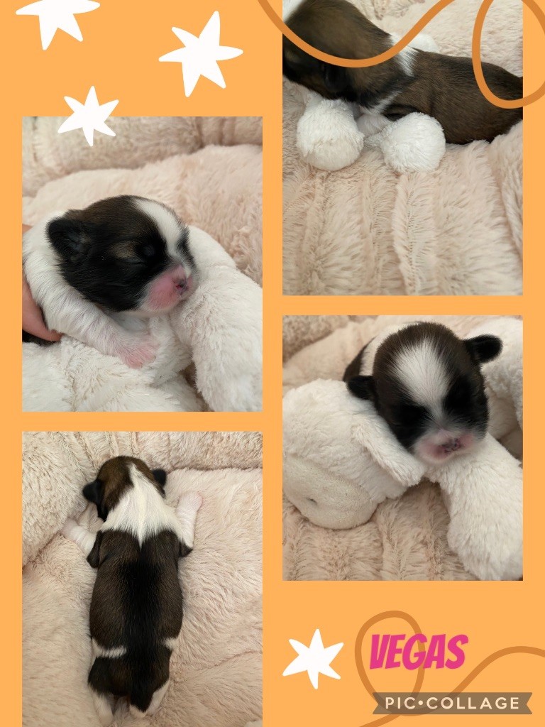 de Fu Xing - Chiot disponible  - Shih Tzu