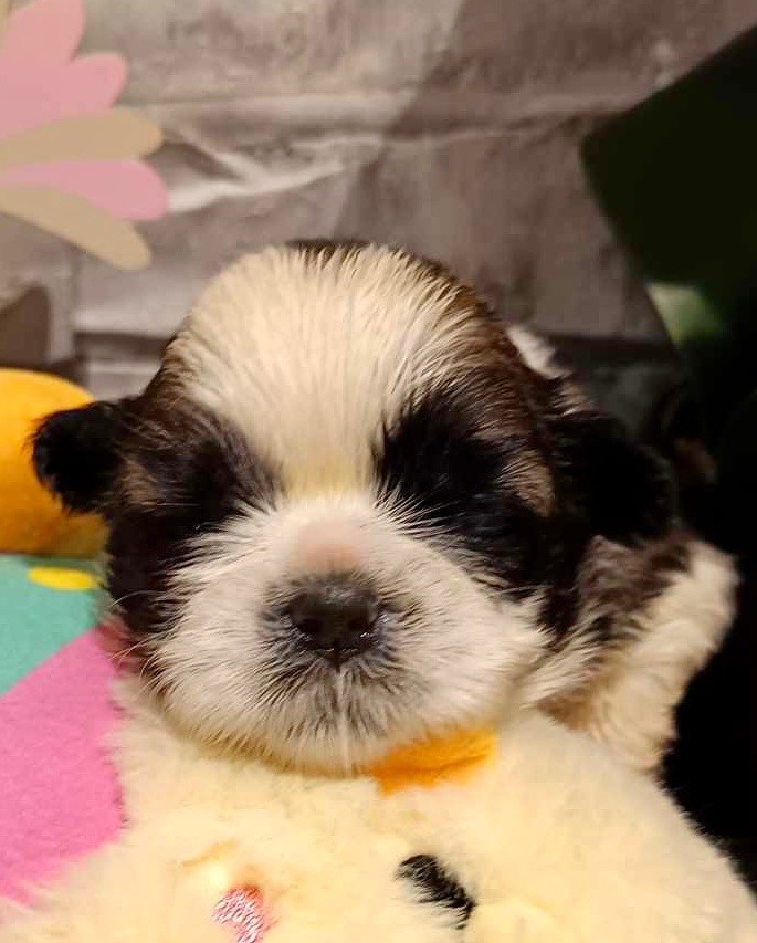 de Fu Xing - Chiot disponible  - Shih Tzu