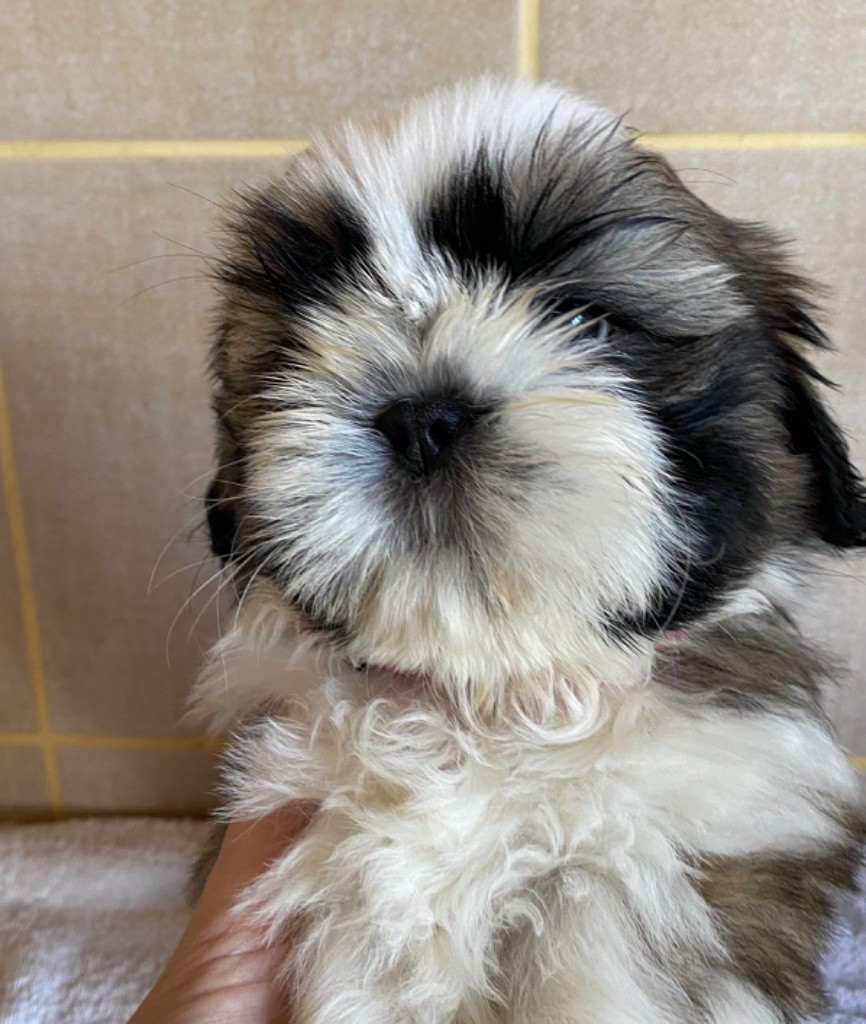 de Fu Xing - Chiot disponible  - Shih Tzu