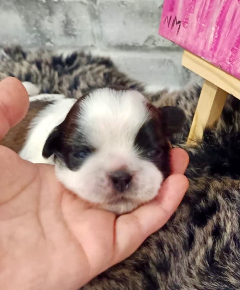 de Fu Xing - Chiot disponible  - Shih Tzu