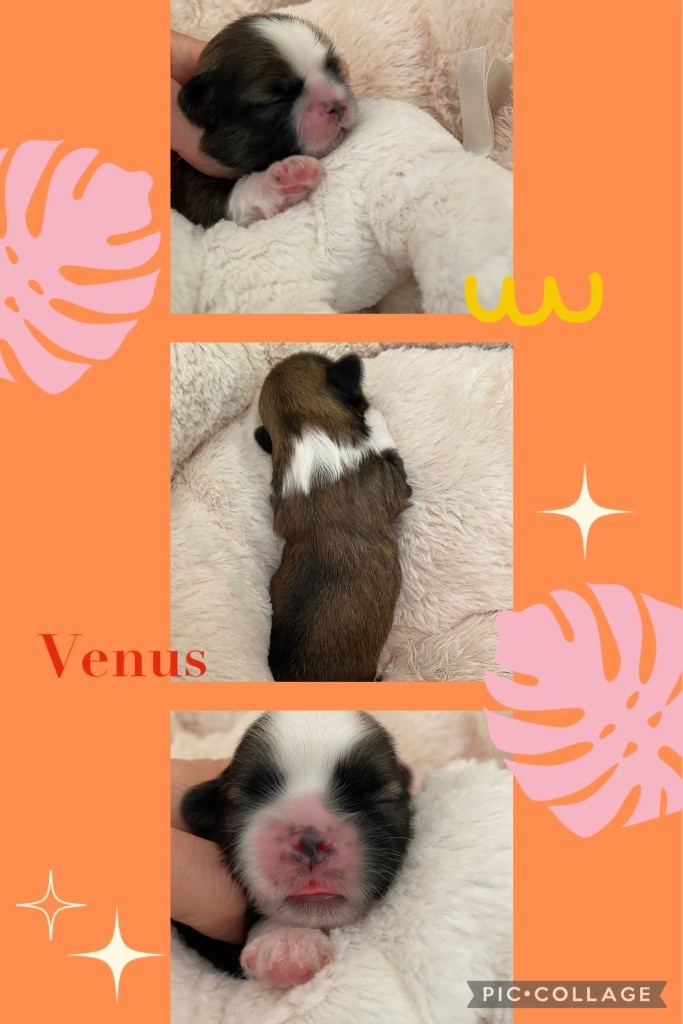 de Fu Xing - Chiot disponible  - Shih Tzu