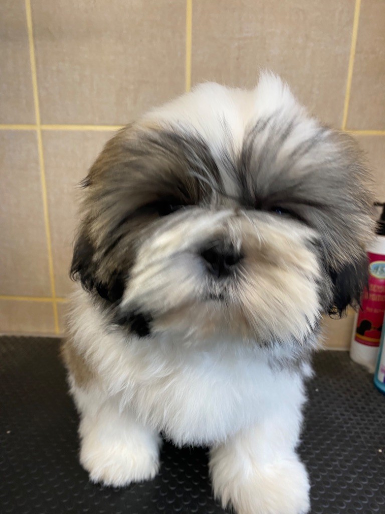 de Fu Xing - Chiot disponible  - Shih Tzu