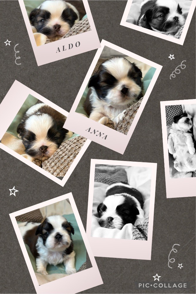 chiot Shih Tzu de Fu Xing