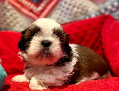 de Fu Xing - Shih Tzu - Portée née le 26/09/2022