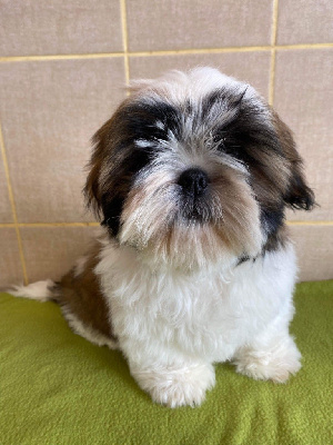 de Fu Xing - Shih Tzu - Portée née le 21/12/2022