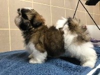 de Fu Xing - Shih Tzu - Portée née le 28/08/2018