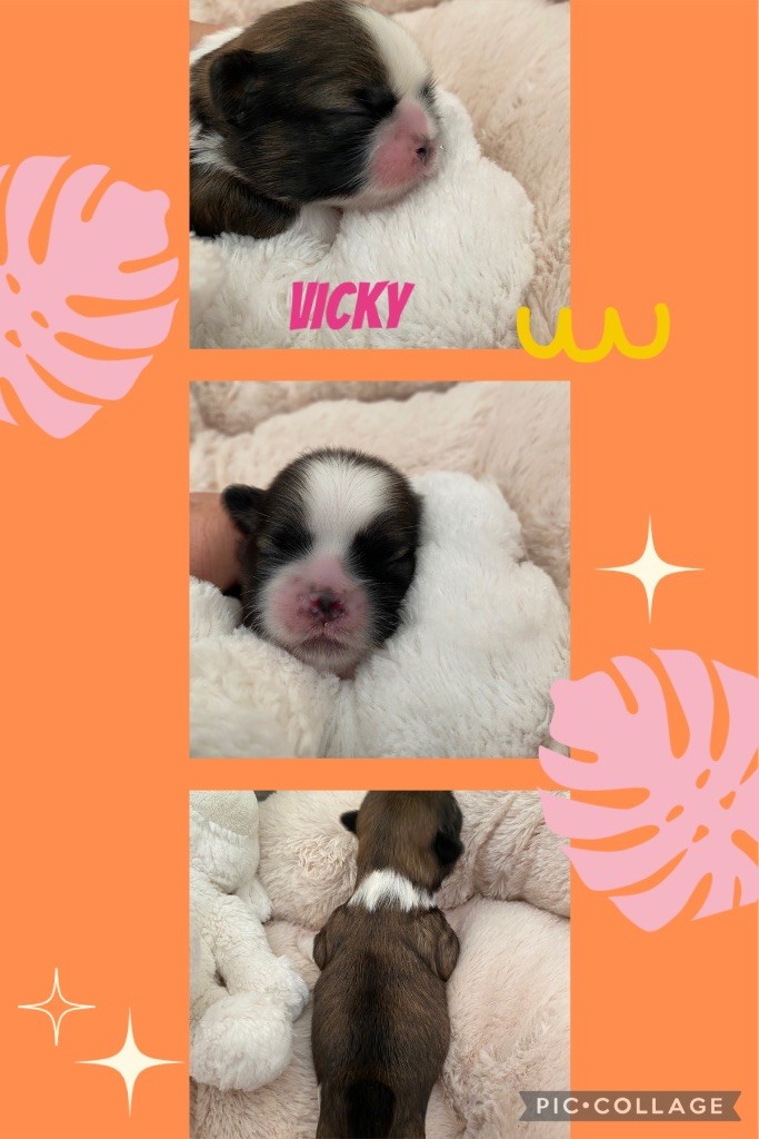 de Fu Xing - Chiot disponible  - Shih Tzu