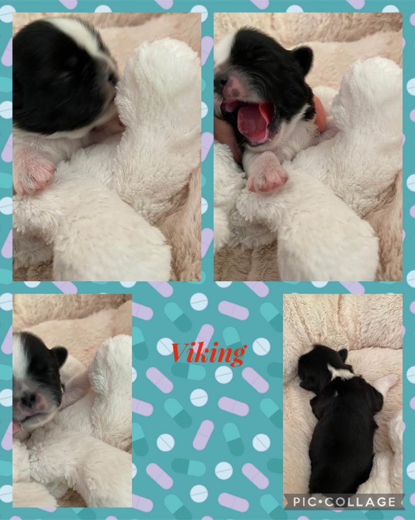 de Fu Xing - Chiot disponible  - Shih Tzu