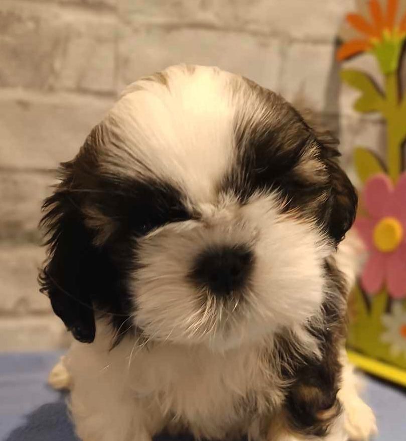 de Fu Xing - Chiot disponible  - Shih Tzu