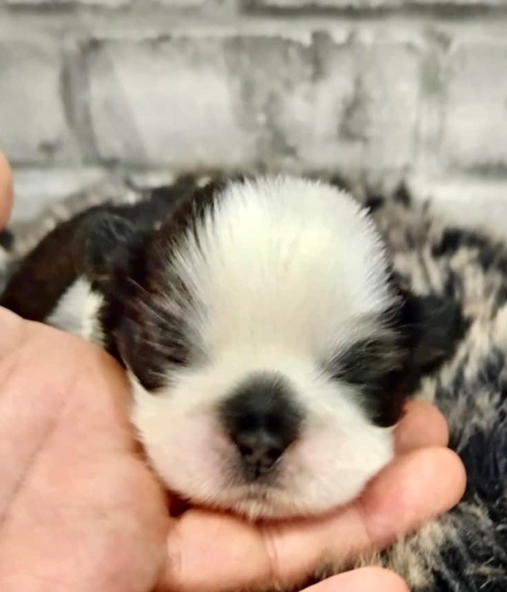 de Fu Xing - Chiot disponible  - Shih Tzu