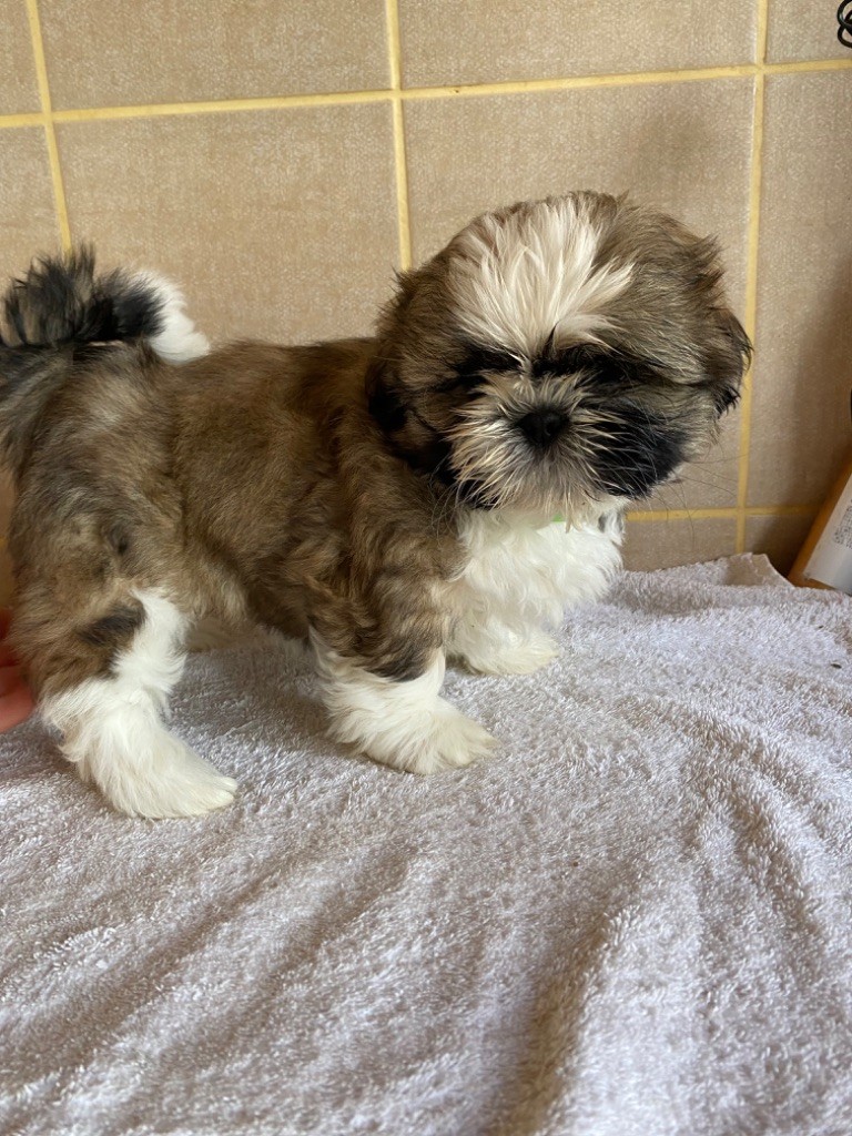 de Fu Xing - Chiot disponible  - Shih Tzu