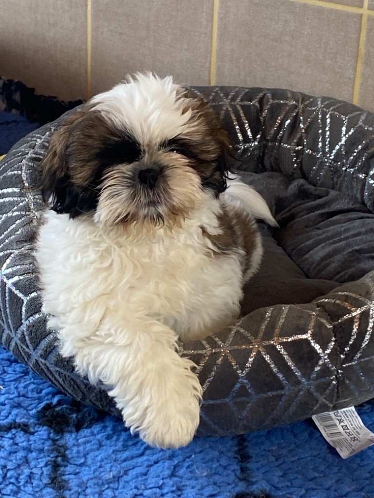 chiot Shih Tzu de Fu Xing