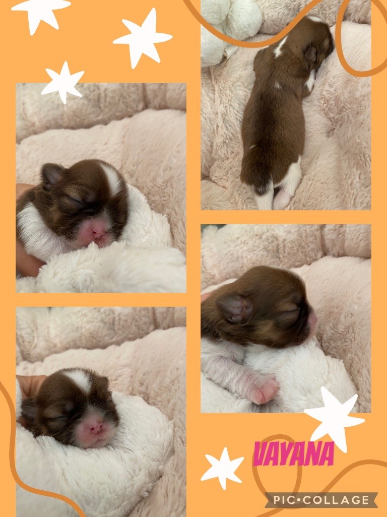 de Fu Xing - Chiot disponible  - Shih Tzu