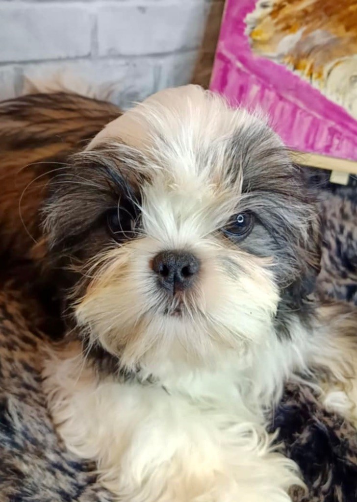 de Fu Xing - Chiot disponible  - Shih Tzu