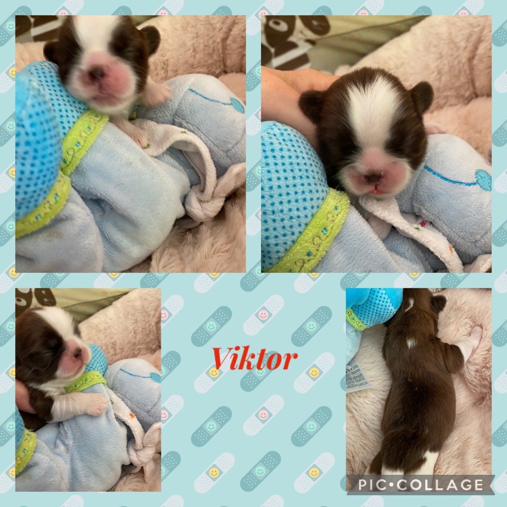 de Fu Xing - Chiot disponible  - Shih Tzu