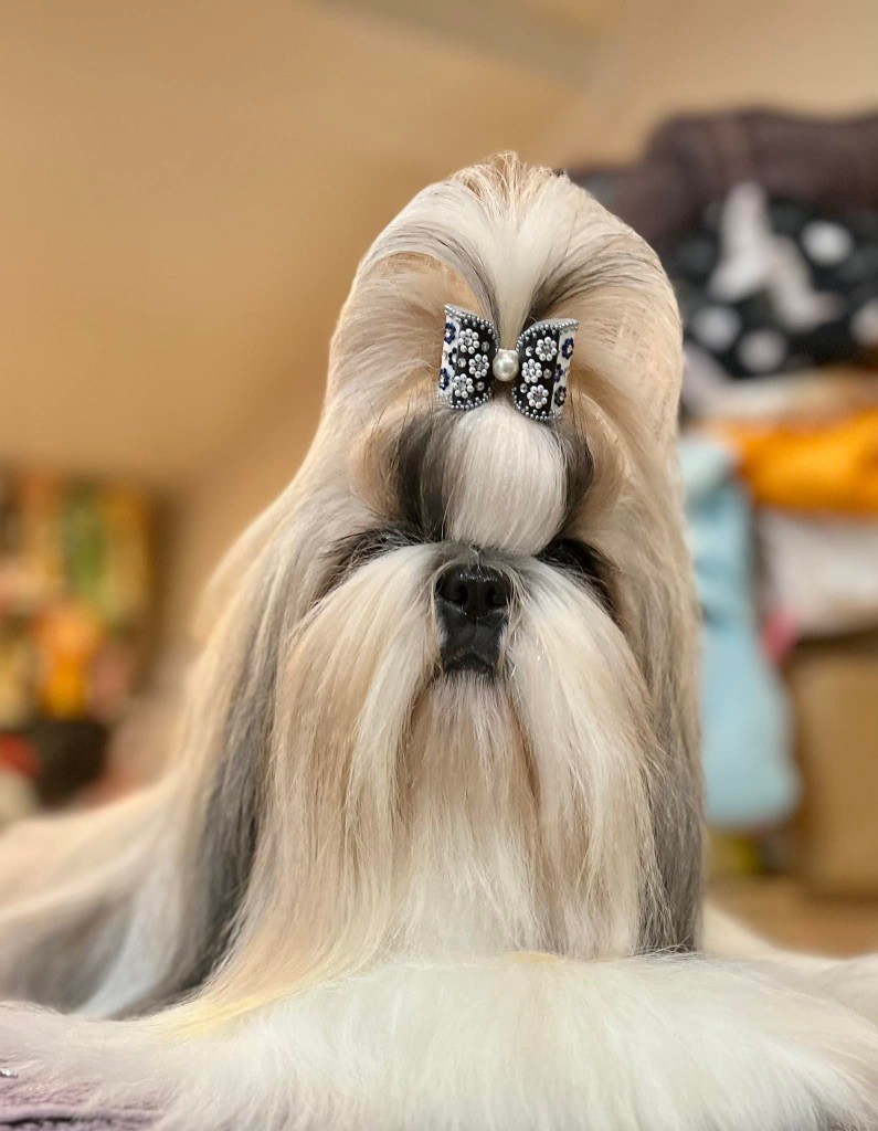 CH. saffron sherhy Yamanda