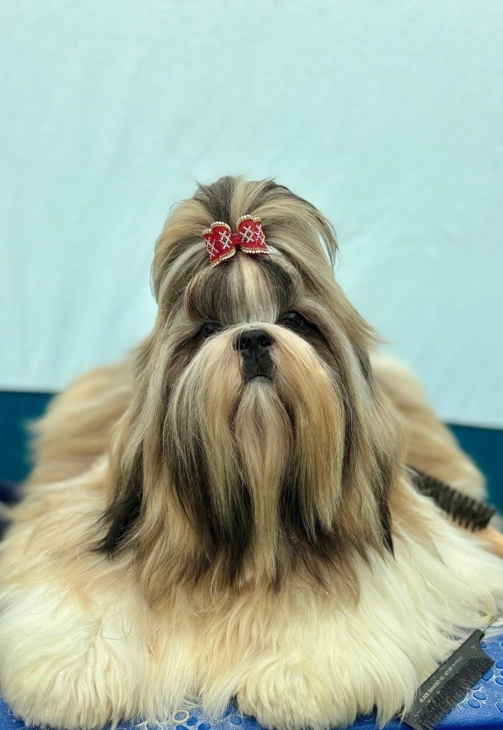 CH. saffron sherhy Leon