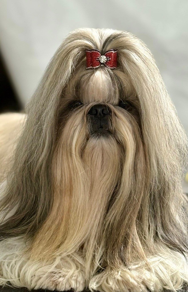 CH. Tommyknockers de Fu Xing