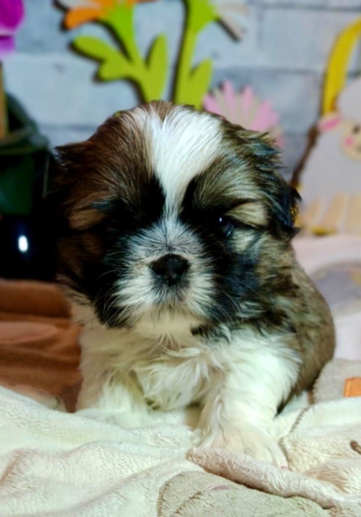 de Fu Xing - Shih Tzu - Portée née le 16/04/2025
