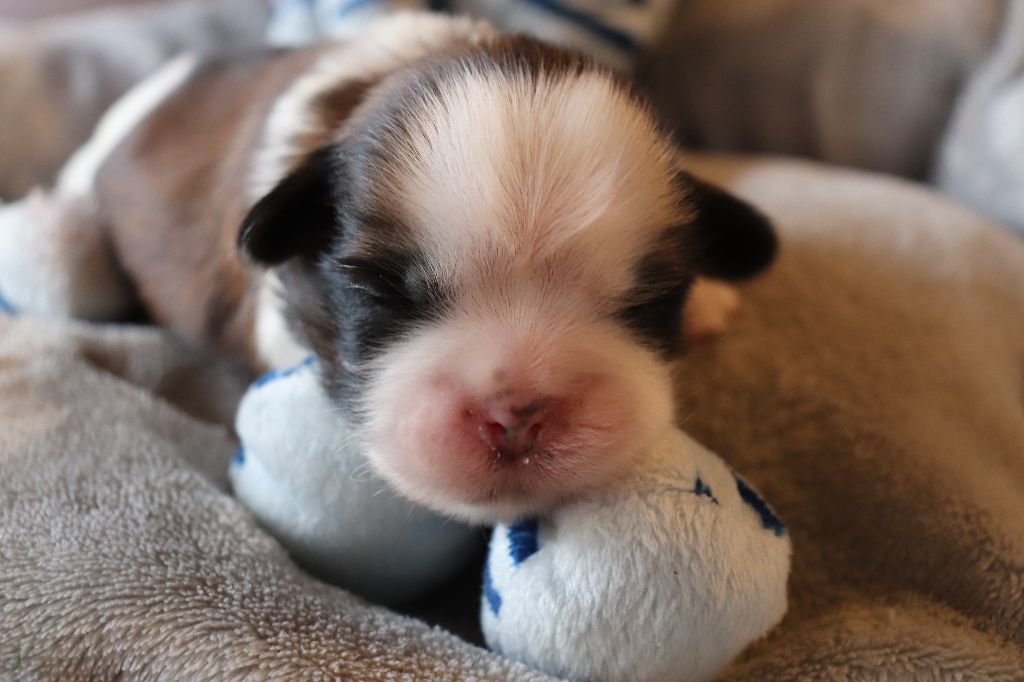 de Fu Xing - Shih Tzu - Portée née le 22/11/2020