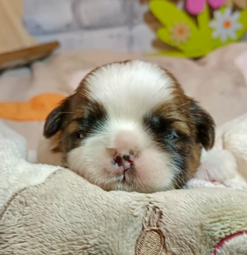 de Fu Xing - Chiots disponibles - Shih Tzu
