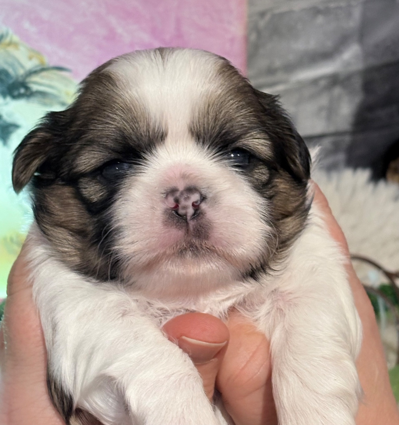 de Fu Xing - Shih Tzu - Portée née le 28/12/2025