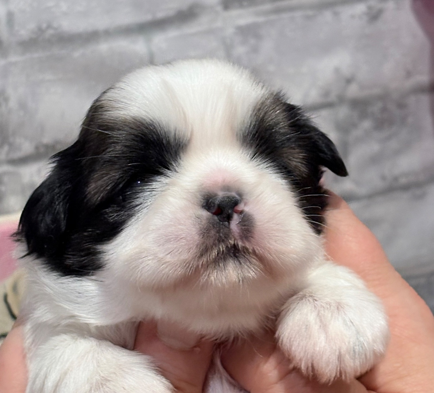 de Fu Xing - Chiots disponibles - Shih Tzu