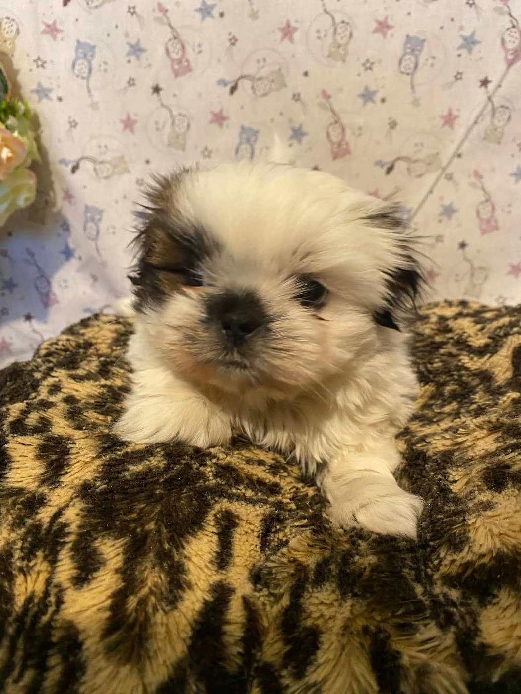 de Fu Xing - Chiots disponibles - Shih Tzu