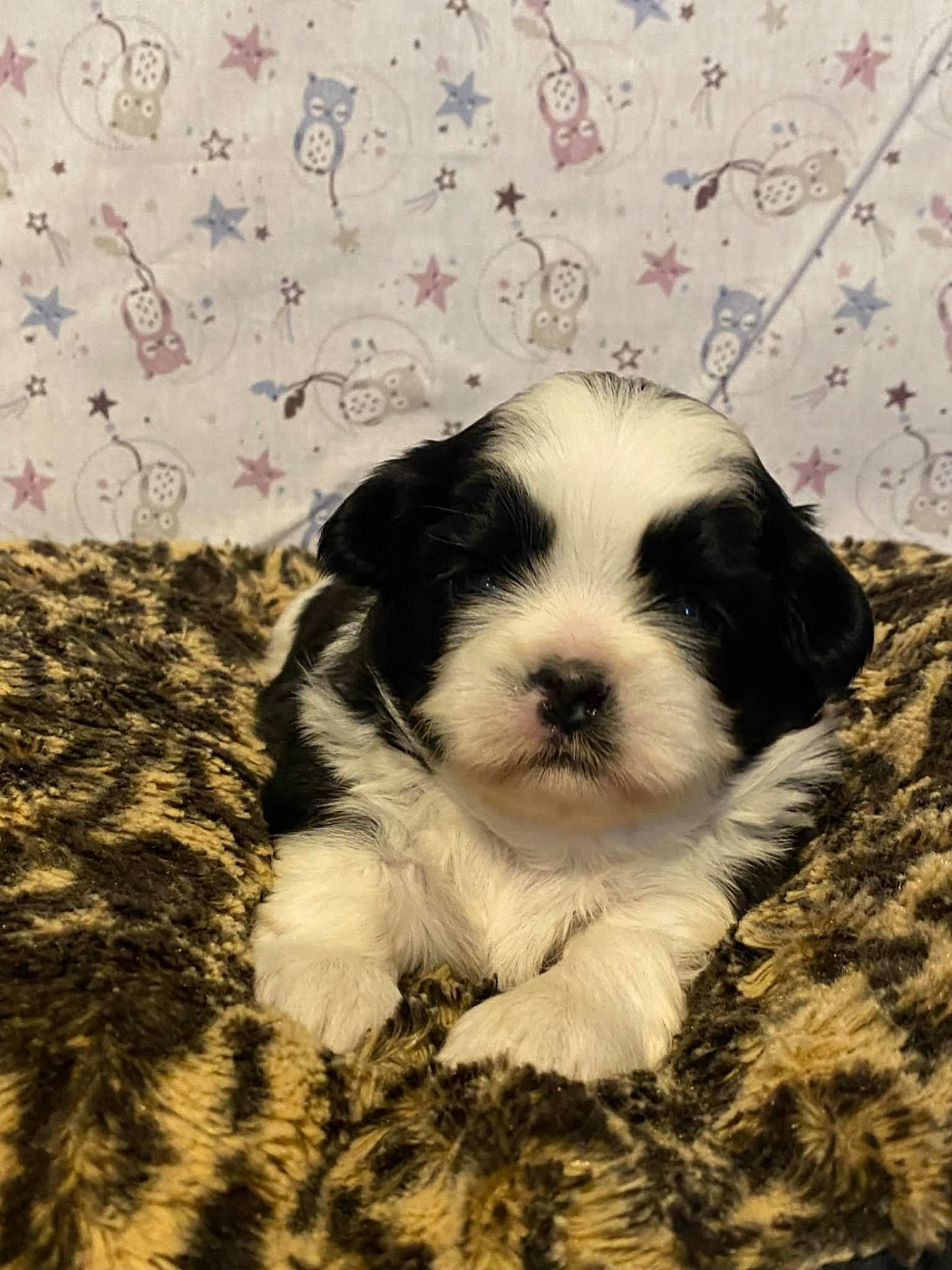 de Fu Xing - Chiots disponibles - Shih Tzu