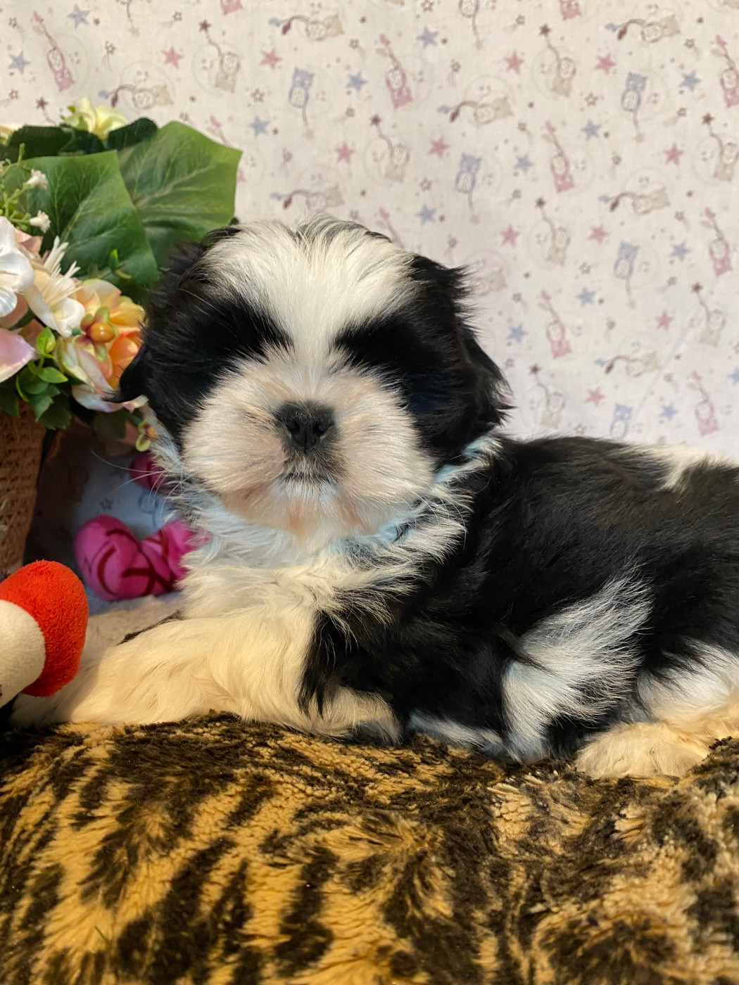 de Fu Xing - Chiots disponibles - Shih Tzu