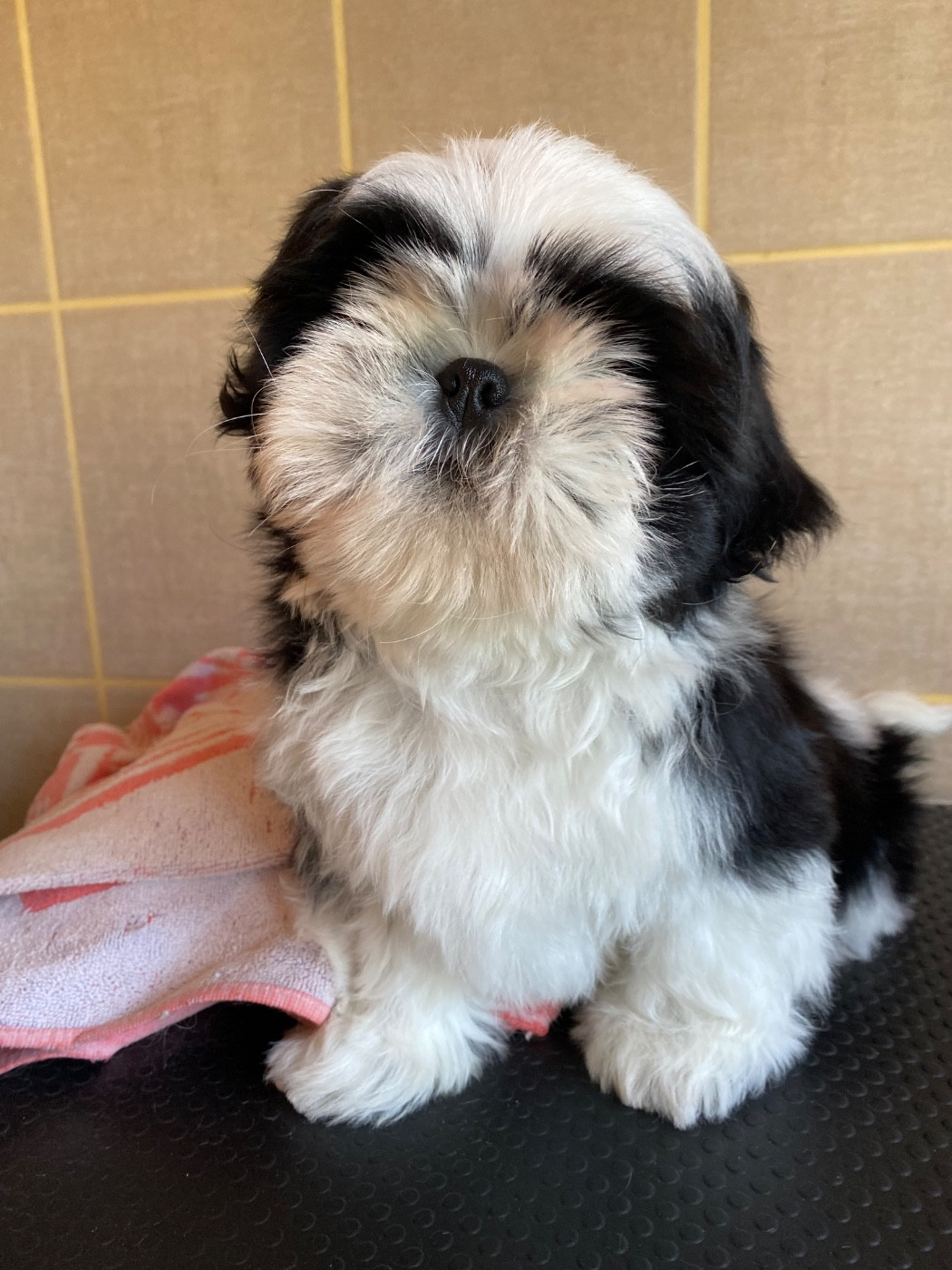 de Fu Xing - Chiots disponibles - Shih Tzu