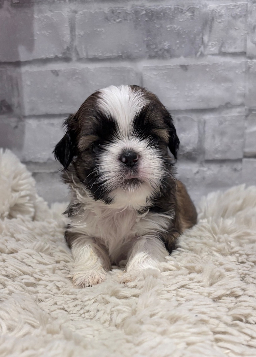 de Fu Xing - Chiots disponibles - Shih Tzu