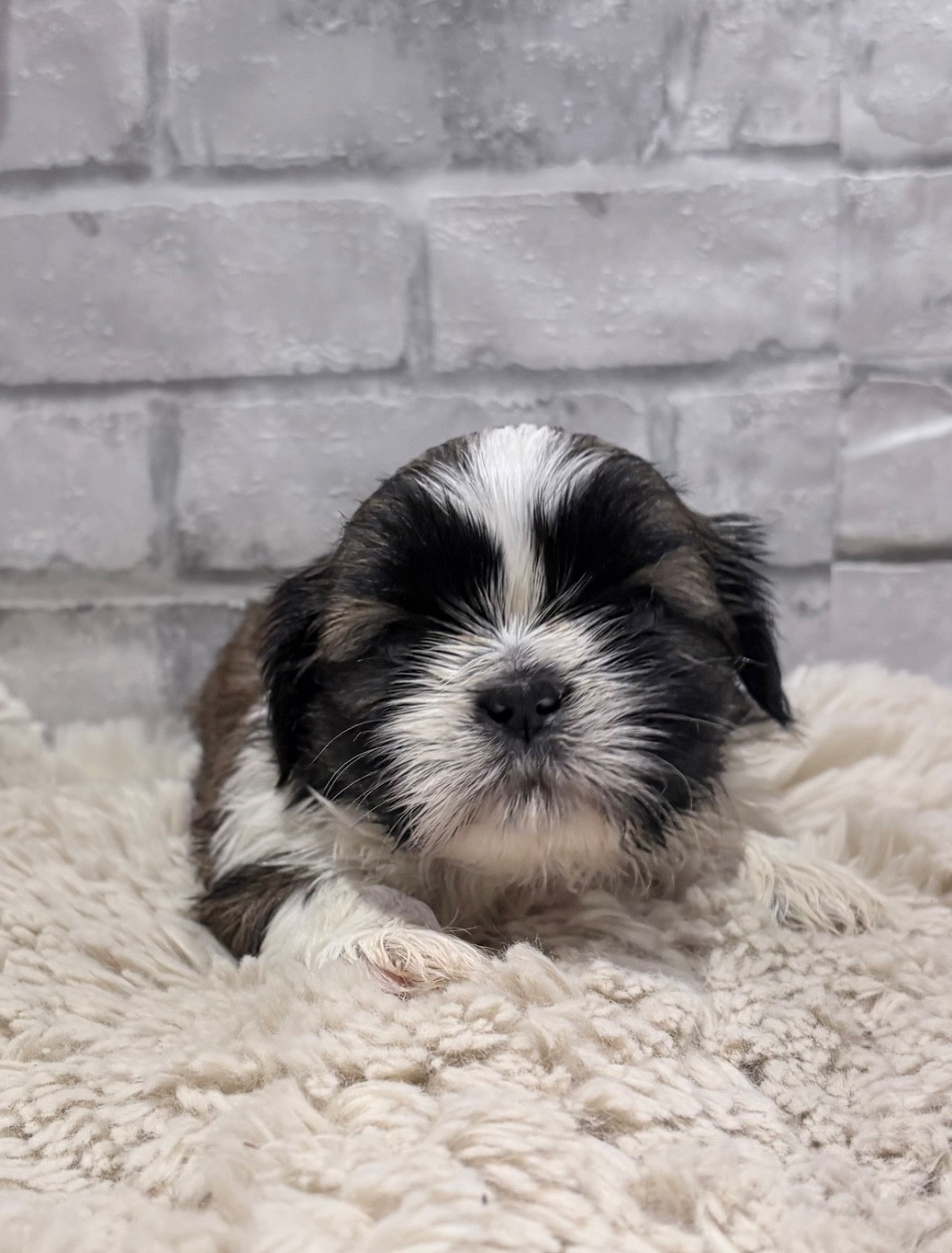 de Fu Xing - Chiots disponibles - Shih Tzu