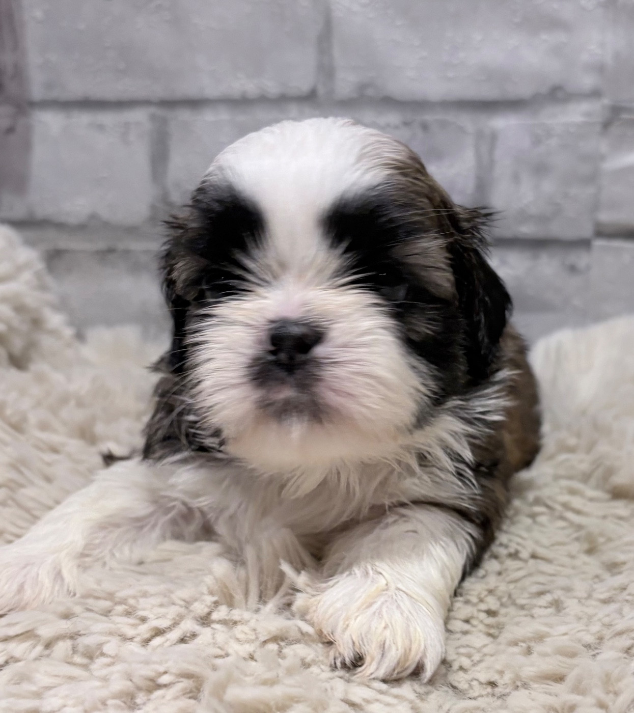 de Fu Xing - Chiots disponibles - Shih Tzu