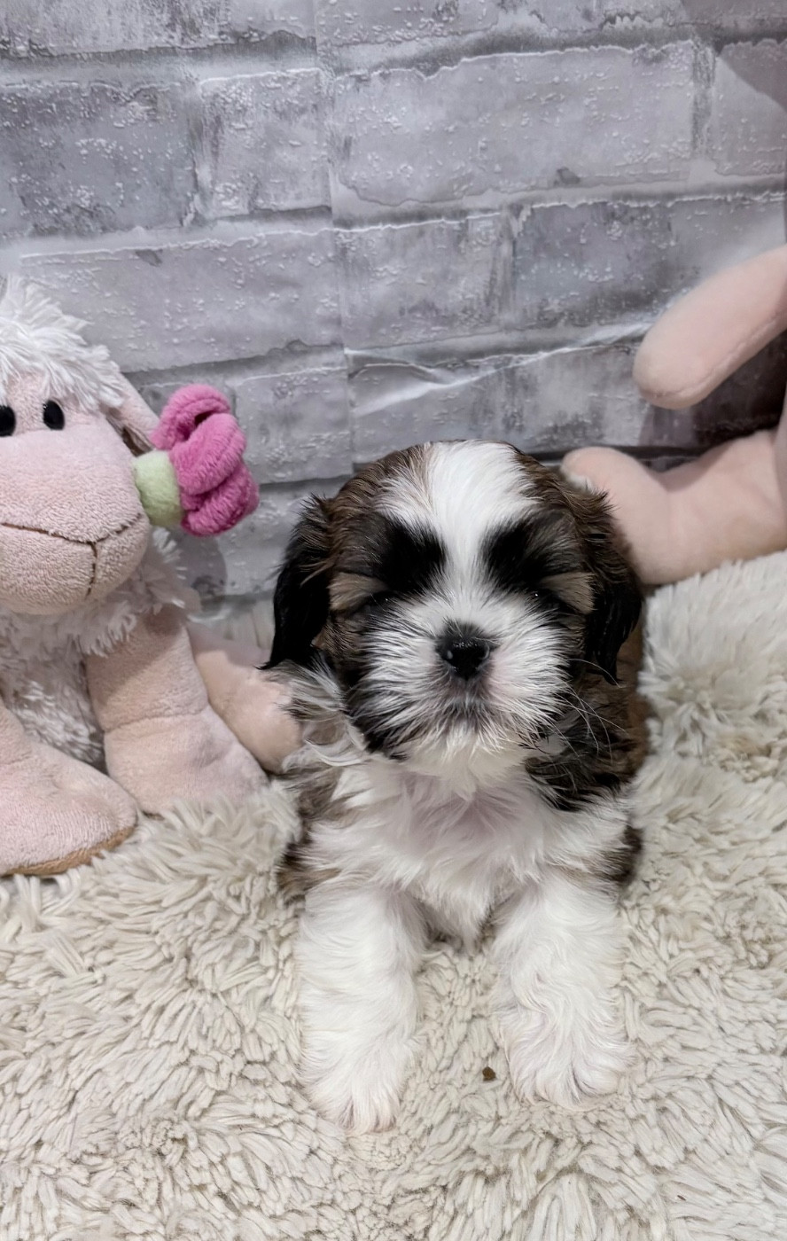 de Fu Xing - Chiots disponibles - Shih Tzu
