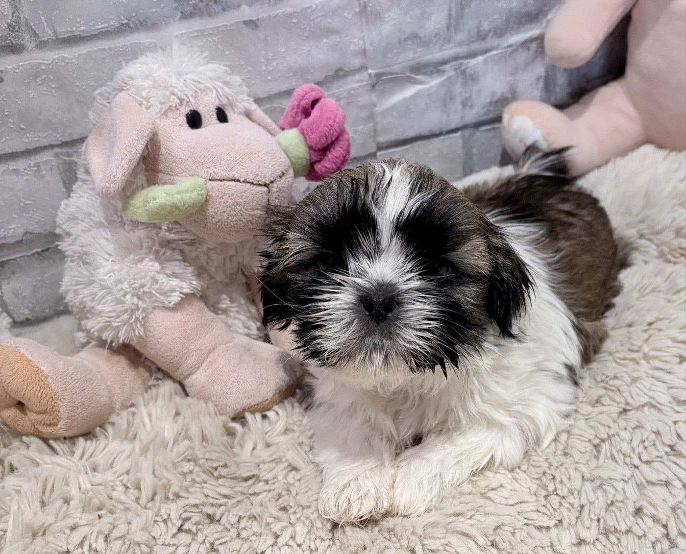 de Fu Xing - Chiots disponibles - Shih Tzu