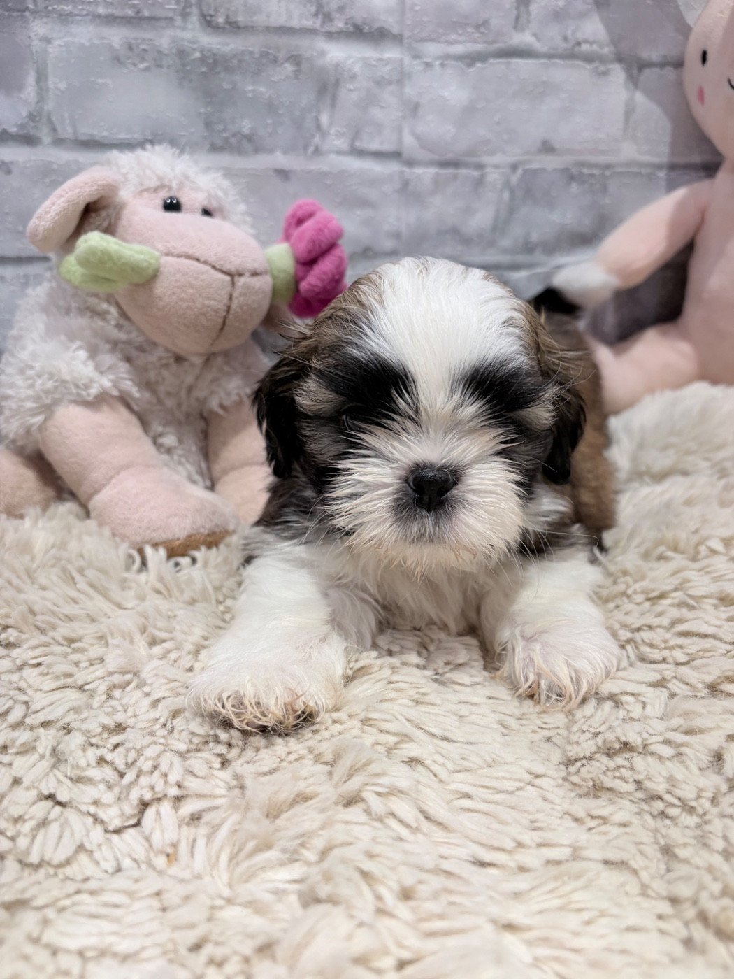 de Fu Xing - Chiots disponibles - Shih Tzu