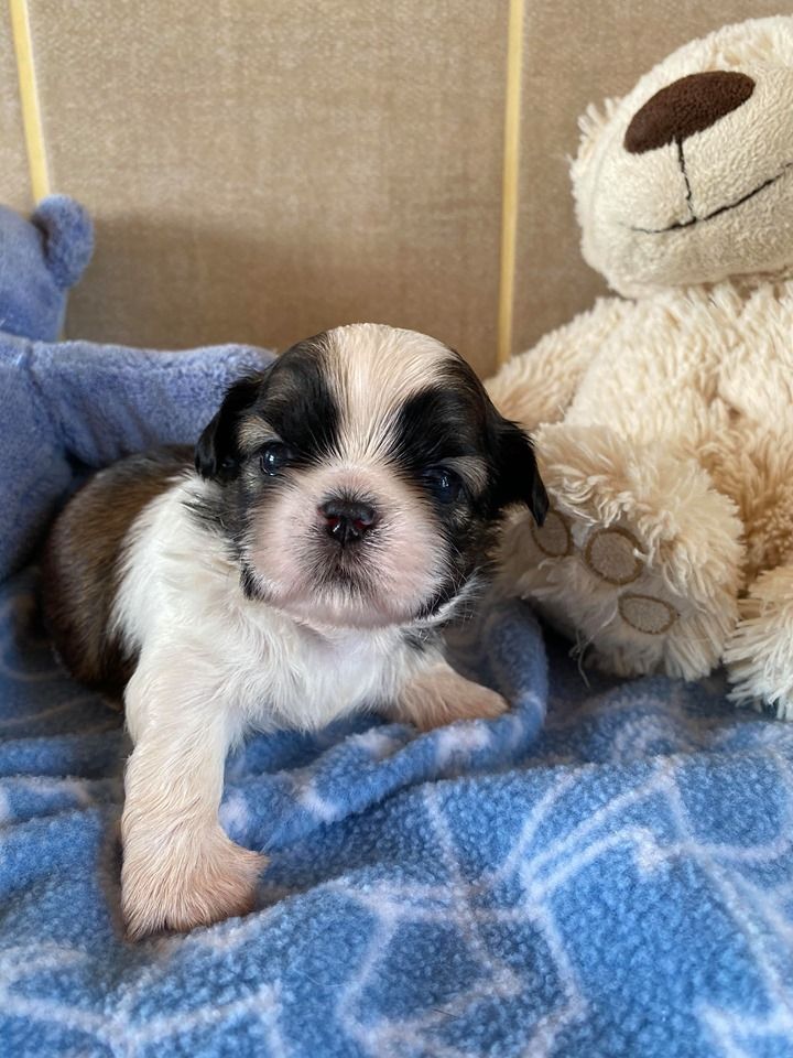 de Fu Xing - Shih Tzu - Portée née le 14/05/2020