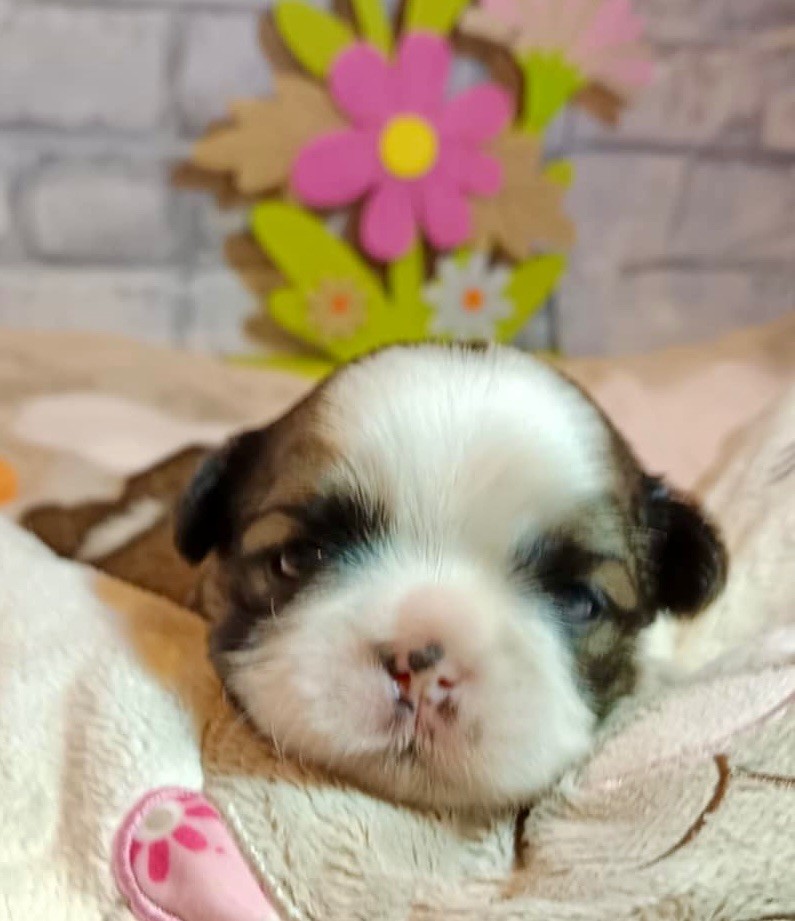 de Fu Xing - Chiots disponibles - Shih Tzu