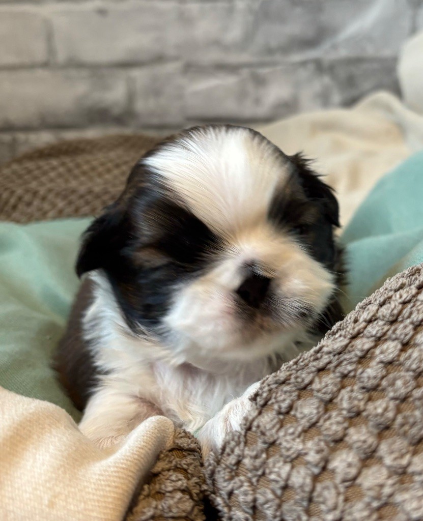 de Fu Xing - Chiots disponibles - Shih Tzu