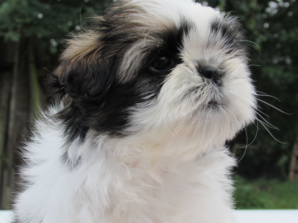 de Fu Xing - Shih Tzu - Portée née le 12/04/2019