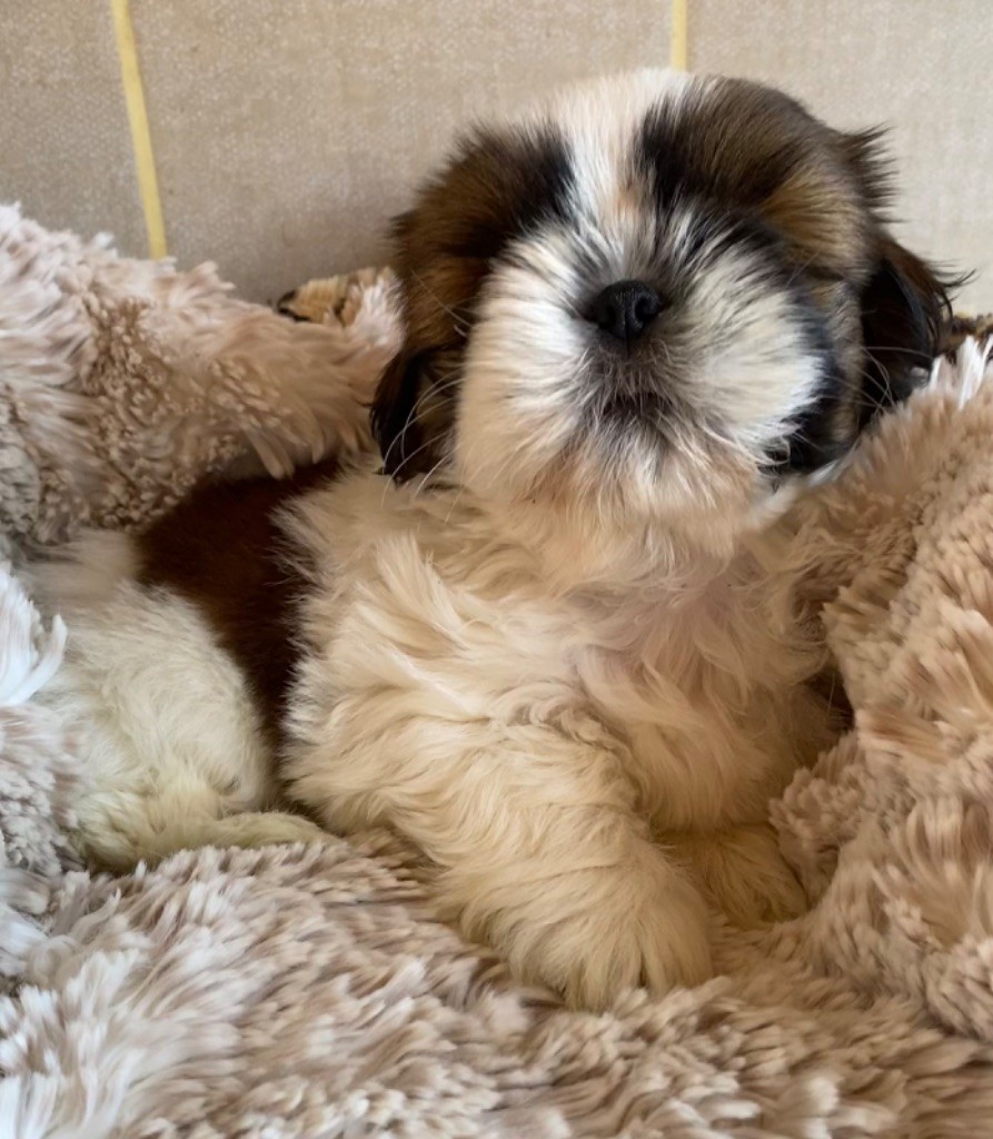 de Fu Xing - Shih Tzu - Portée née le 08/08/2023