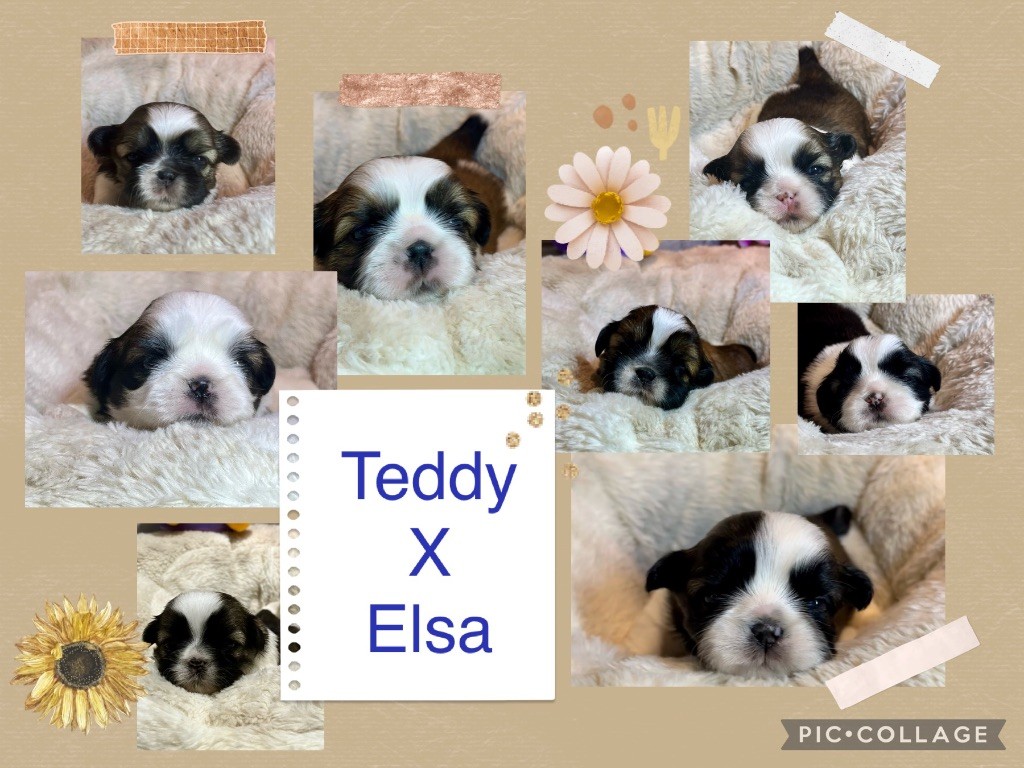 de Fu Xing - Shih Tzu - Portée née le 09/02/2024