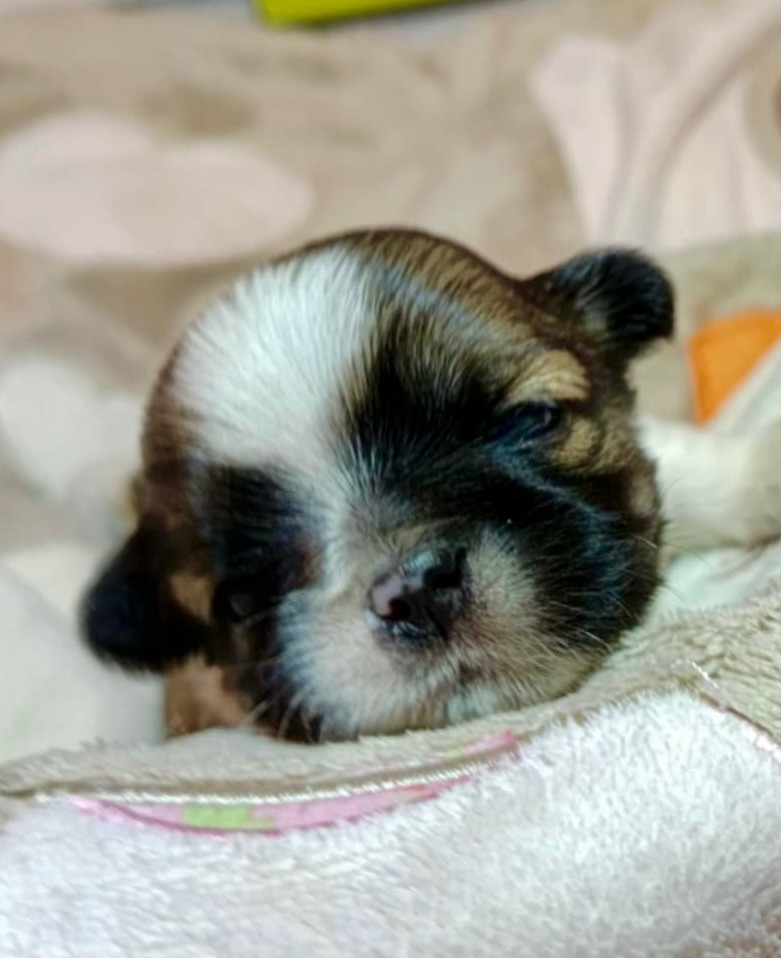 de Fu Xing - Chiots disponibles - Shih Tzu