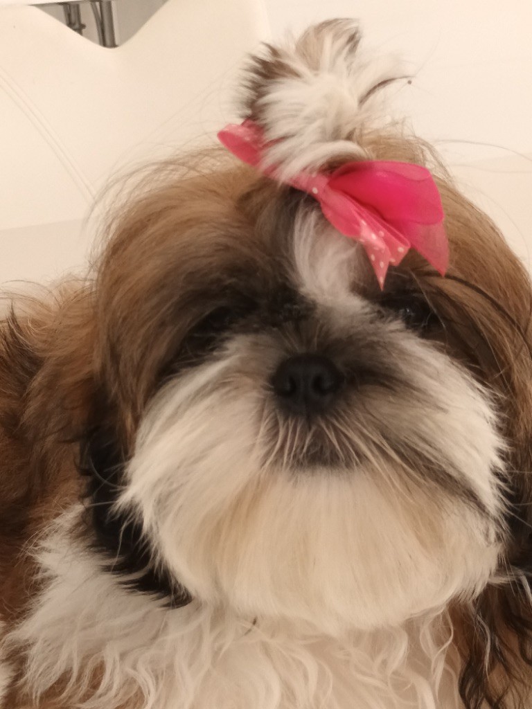 de Fu Xing - Chiots disponibles - Shih Tzu