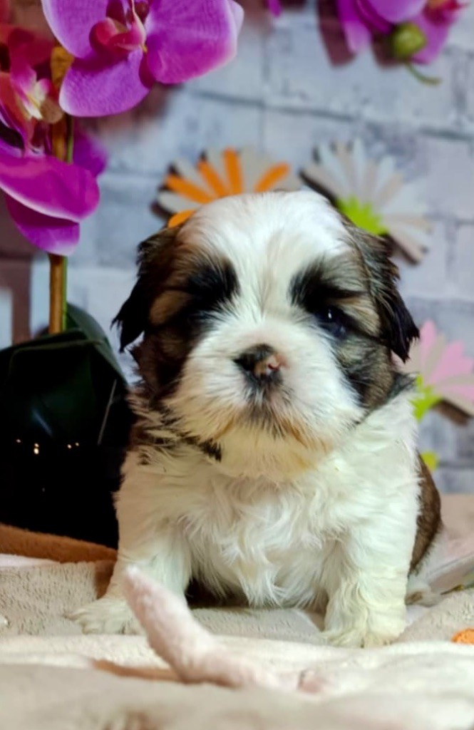 de Fu Xing - Chiots disponibles - Shih Tzu